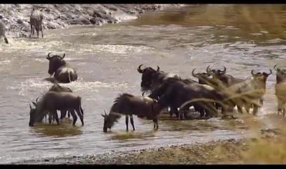 Herd of wildebeest crossing River Mara